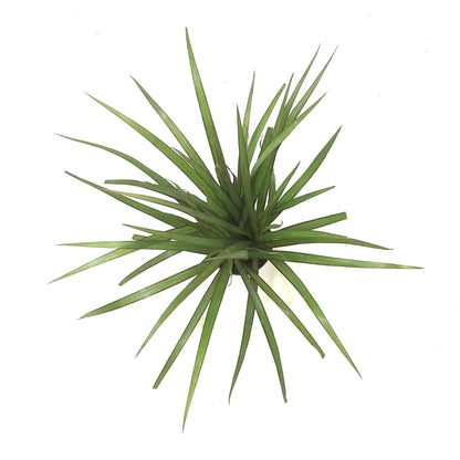 Dracaena, 4in, Marginata Tips 3ppp - Floral Acres Greenhouse & Garden Centre