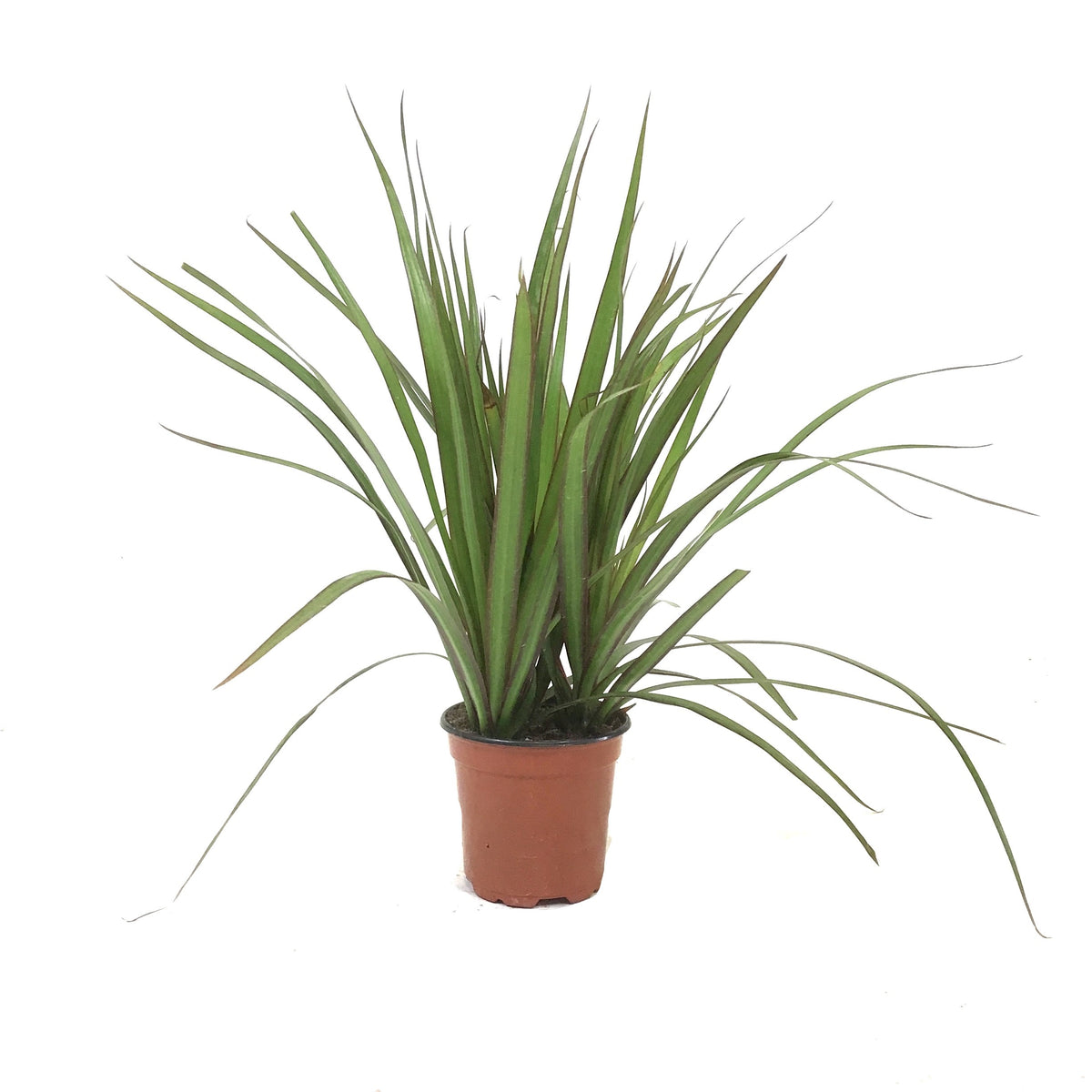 Dracaena, 4in, Marginata Tips 3ppp - Floral Acres Greenhouse & Garden Centre