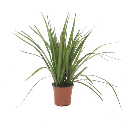 Dracaena, 4in, Marginata Tips 3ppp - Floral Acres Greenhouse & Garden Centre