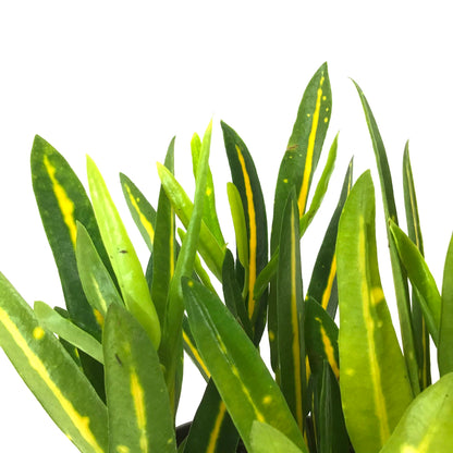 Croton, 4in, Sunny Star - Floral Acres Greenhouse & Garden Centre