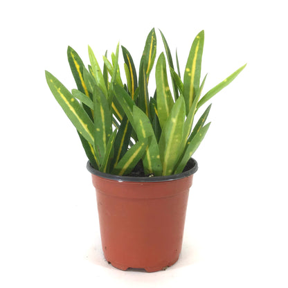 Croton, 4in, Sunny Star - Floral Acres Greenhouse & Garden Centre