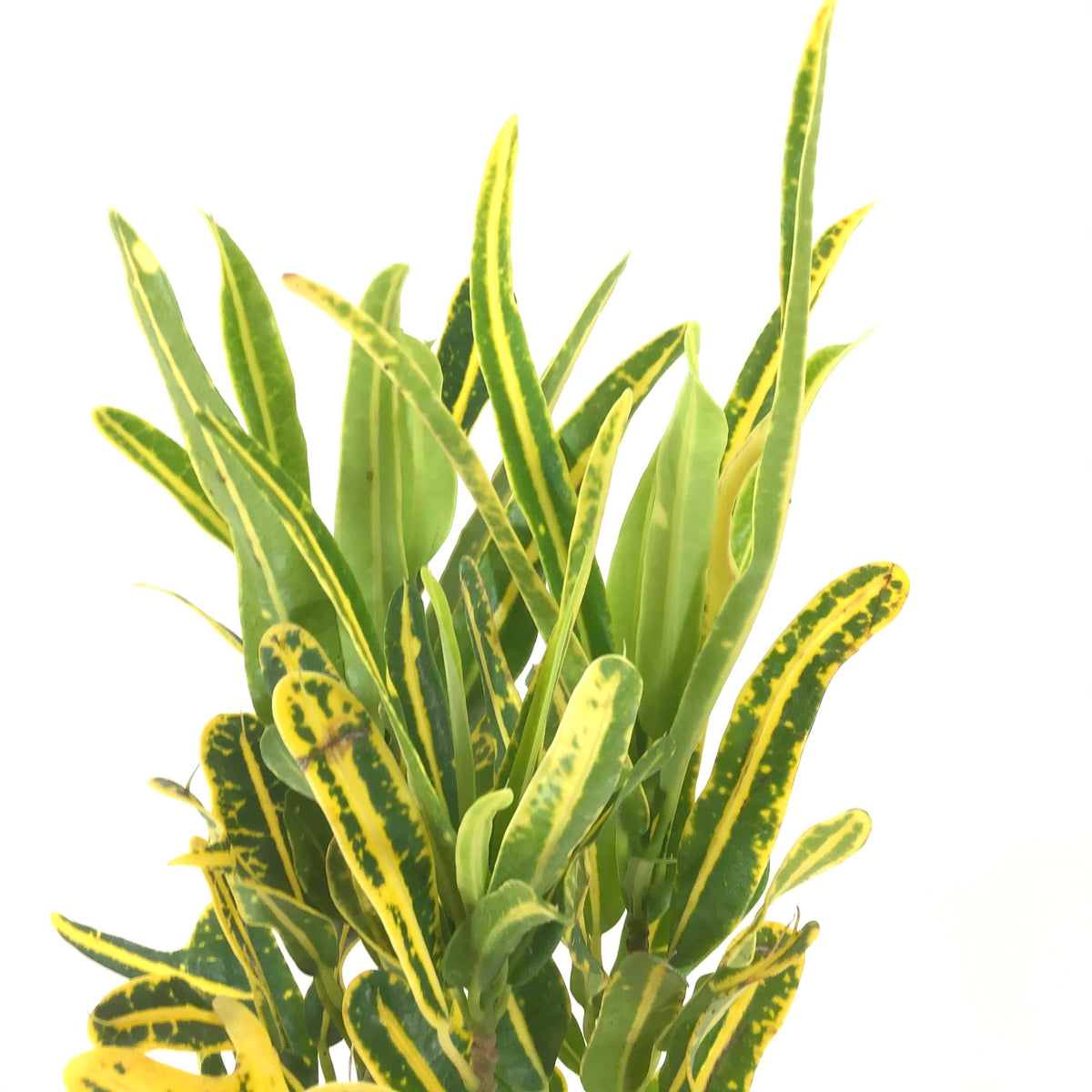 Croton, 4in, Banana - Floral Acres Greenhouse & Garden Centre