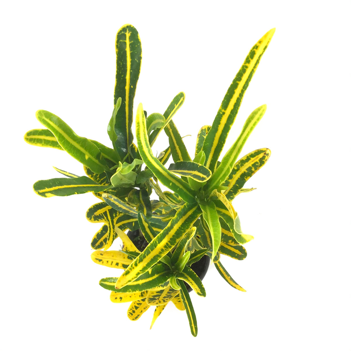 Croton, 4in, Banana - Floral Acres Greenhouse & Garden Centre