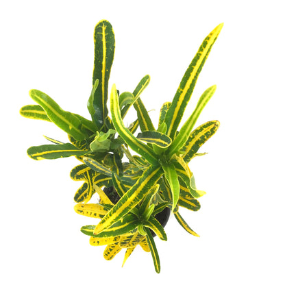 Croton, 4in, Banana - Floral Acres Greenhouse & Garden Centre