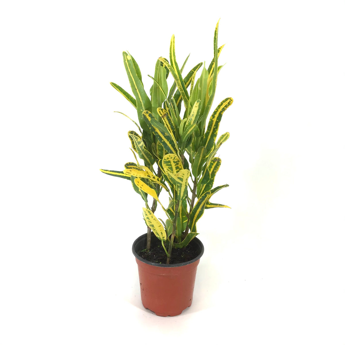 Croton, 4in, Banana - Floral Acres Greenhouse & Garden Centre