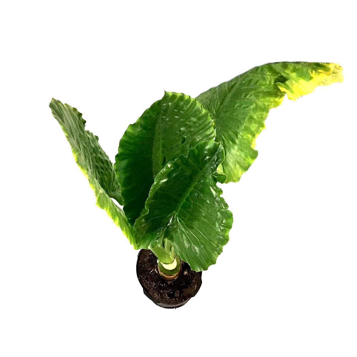 Alocasia, 17in, Borneo Giant - Floral Acres Greenhouse & Garden Centre