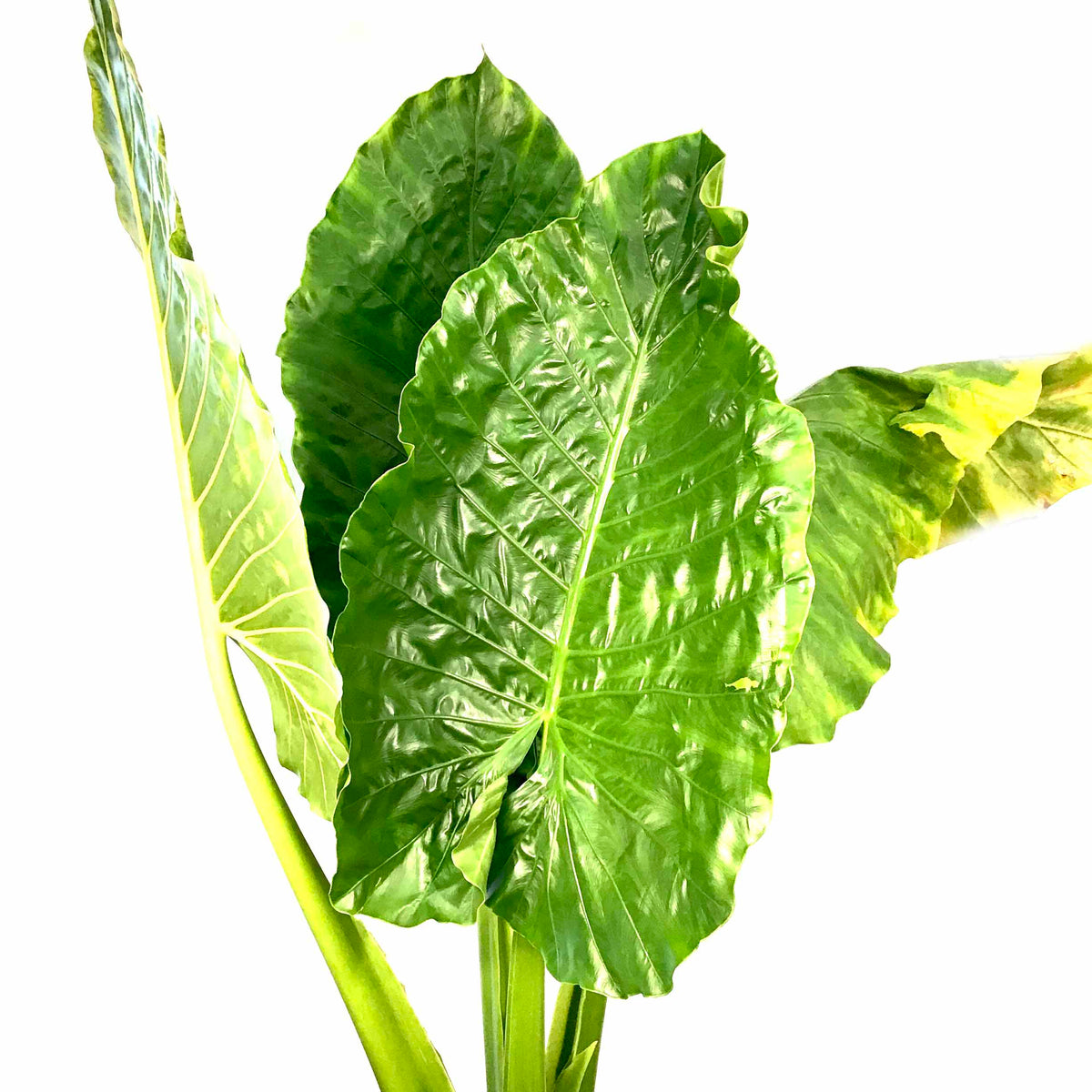 Alocasia, 17in, Borneo Giant - Floral Acres Greenhouse & Garden Centre