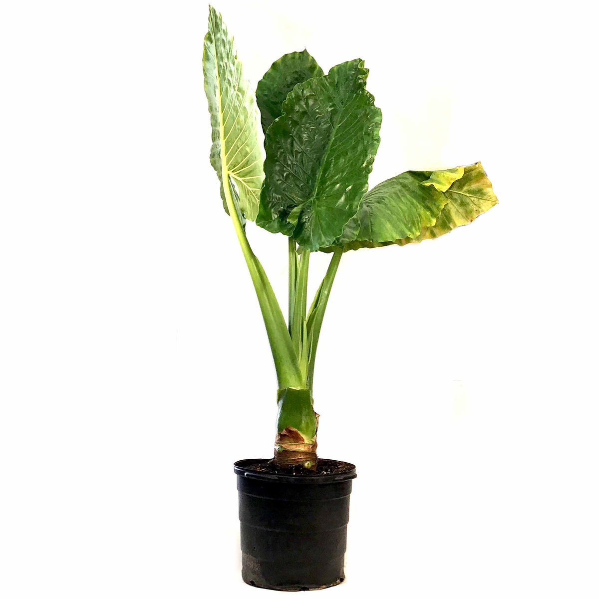 Alocasia, 17in, Borneo Giant - Floral Acres Greenhouse & Garden Centre