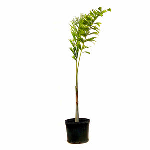 Palm, 14in, Foxtail