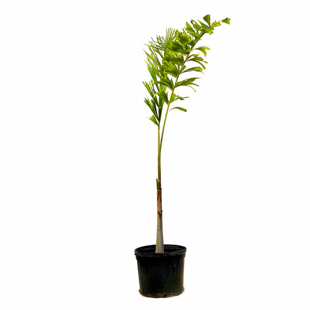 Palm, 14in, Foxtail