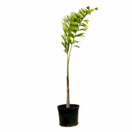 Palm, 14in, Foxtail