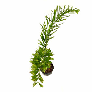 Palm, 14in, Foxtail