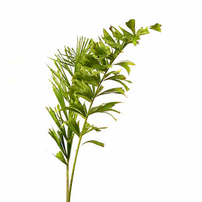 Palm, 14in, Foxtail
