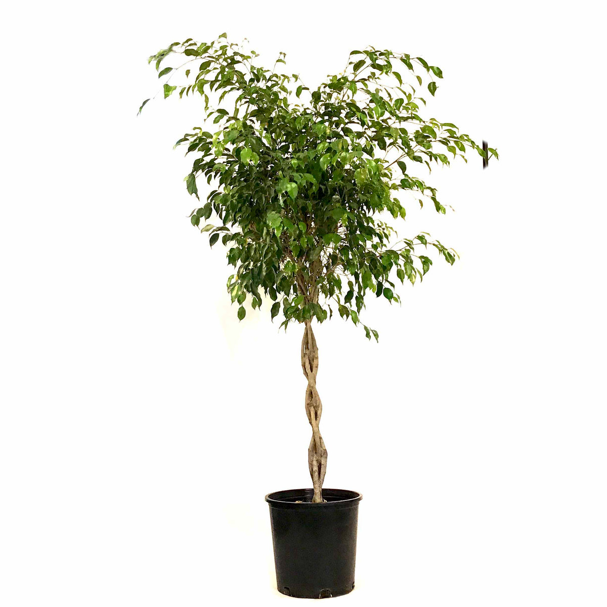 Ficus, 14in, Benjamina Braid - Floral Acres Greenhouse & Garden Centre