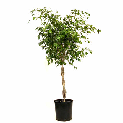 Ficus, 14in, Benjamina Braid - Floral Acres Greenhouse & Garden Centre