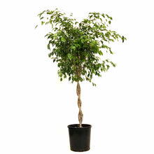 Load image into Gallery viewer, Ficus, 14in, Benjamina Braid - Floral Acres Greenhouse &amp; Garden Centre
