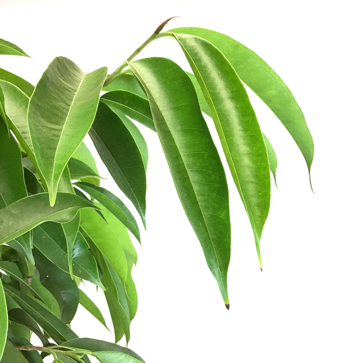 Ficus, 14in, Amstel King Twist - Floral Acres Greenhouse & Garden Centre
