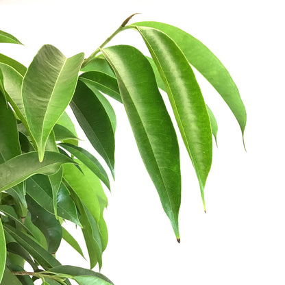 Ficus, 14in, Amstel King Twist - Floral Acres Greenhouse & Garden Centre