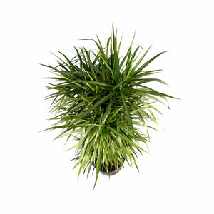 Dracaena, 14in, Marginata Cutback Staggered 7ppp - Floral Acres Greenhouse & Garden Centre