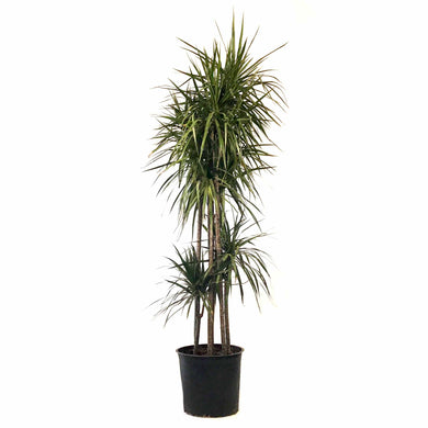 Dracaena, 14in, Marginata Cutback Staggered 7ppp - Floral Acres Greenhouse & Garden Centre