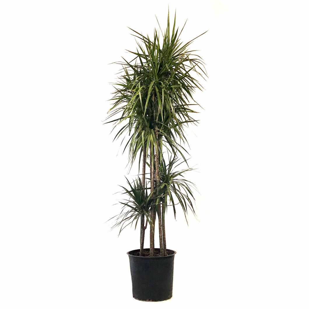 dracaena marginata staggered Dracaena, 14in, Marginata Cutback Staggered 7ppp – Floral Acres Greenhouse & Garden Centre