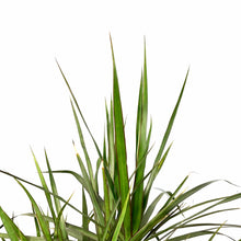 Load image into Gallery viewer, Dracaena, 14in, Marginata Cutback Staggered 7ppp - Floral Acres Greenhouse &amp; Garden Centre
