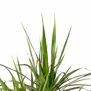 Dracaena, 14in, Marginata Cutback Staggered 7ppp - Floral Acres Greenhouse & Garden Centre