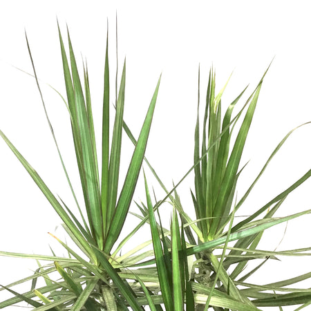 Dracaena, 14in, Marginata Branched Character - Floral Acres Greenhouse & Garden Centre
