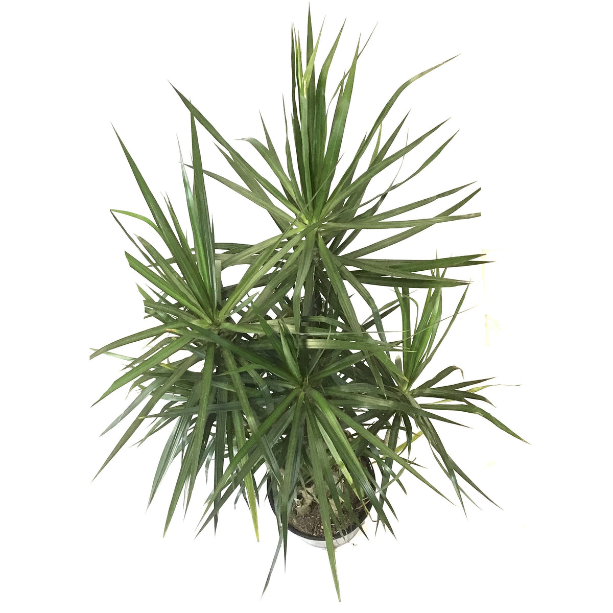 Dracaena, 14in, Marginata Branched Character - Floral Acres Greenhouse & Garden Centre