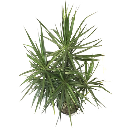 Dracaena, 14in, Marginata Branched Character - Floral Acres Greenhouse & Garden Centre