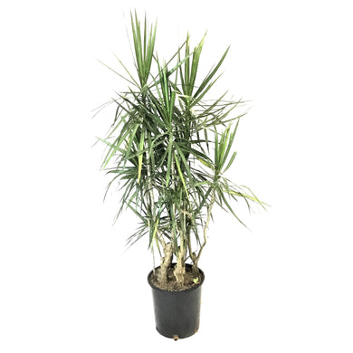 Dracaena, 14in, Marginata Branched Character - Floral Acres Greenhouse & Garden Centre