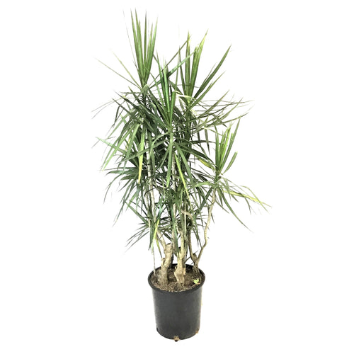 Dracaena, 14in, Marginata Branched Character - Floral Acres Greenhouse & Garden Centre