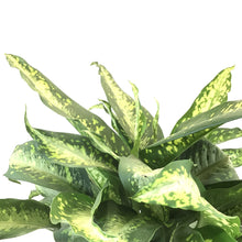 Load image into Gallery viewer, Dieffenbachia, 14in, Panther - Floral Acres Greenhouse &amp; Garden Centre
