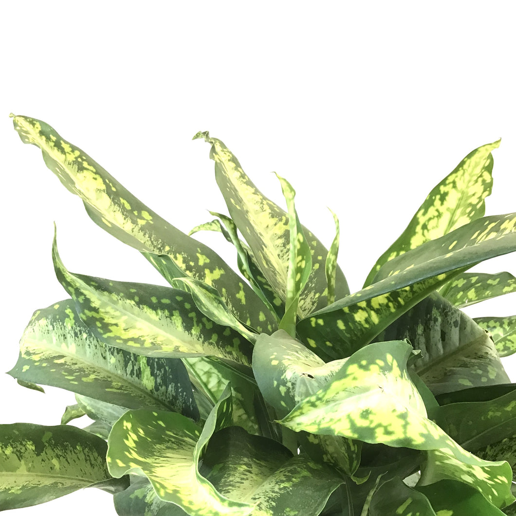 Dieffenbachia, 14in, Panther - Floral Acres Greenhouse & Garden Centre