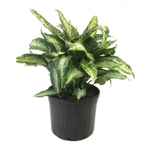 Load image into Gallery viewer, Dieffenbachia, 14in, Panther - Floral Acres Greenhouse &amp; Garden Centre
