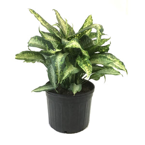 Dieffenbachia, 14in, Panther - Floral Acres Greenhouse & Garden Centre