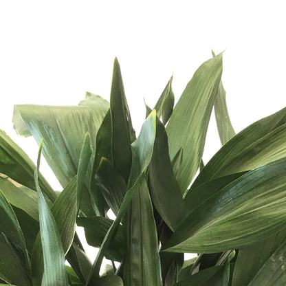 Aspidistra, 14in, Cast Iron - Floral Acres Greenhouse & Garden Centre