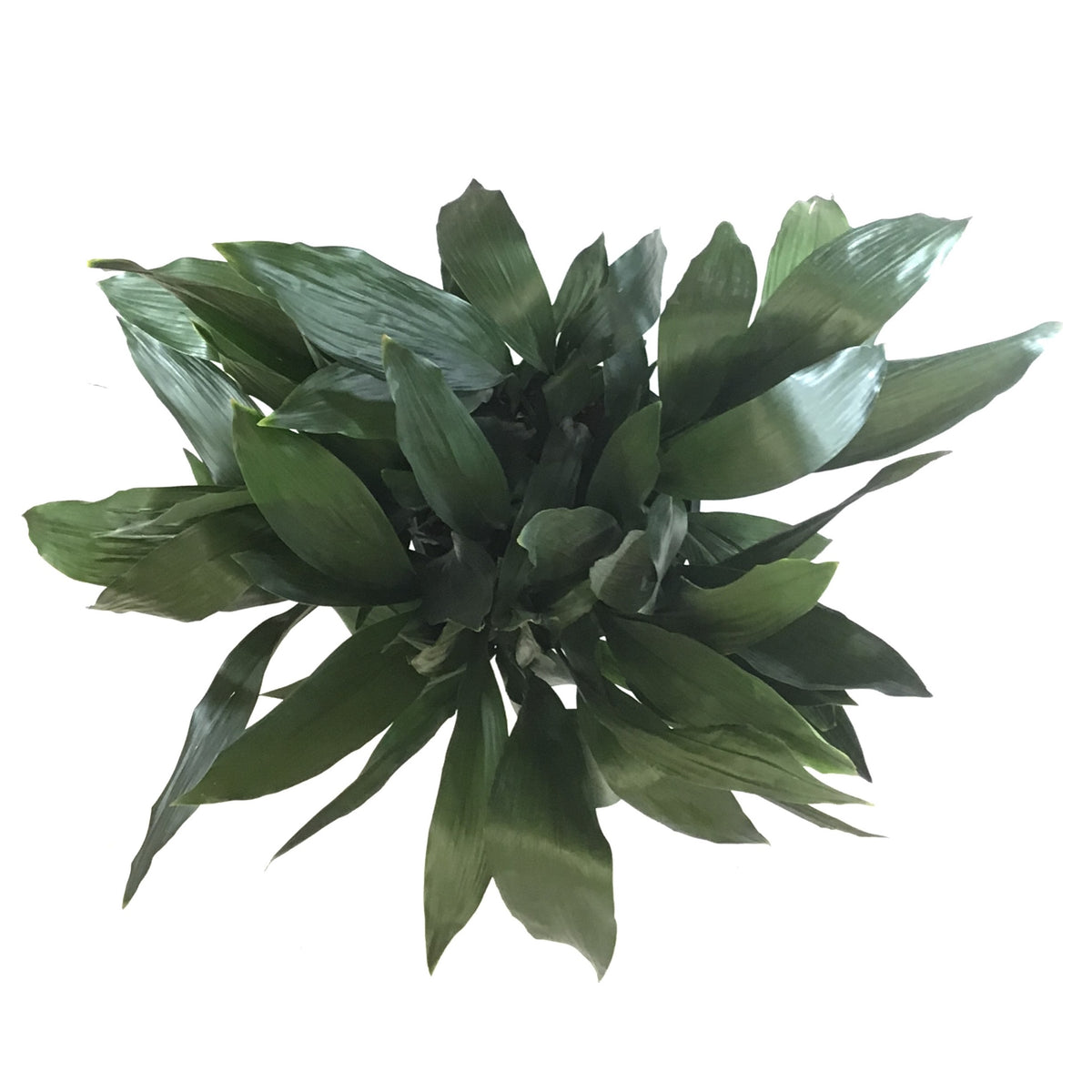 Aspidistra, 14in, Cast Iron - Floral Acres Greenhouse & Garden Centre