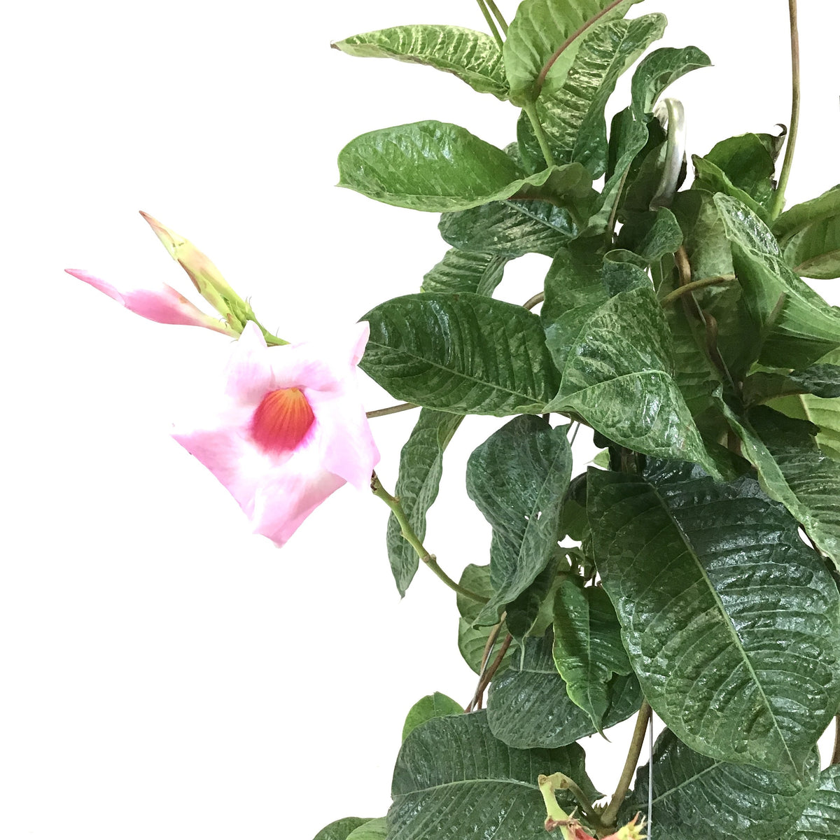 Mandevilla, 12in HB, Alice Du Pont - Floral Acres Greenhouse & Garden Centre