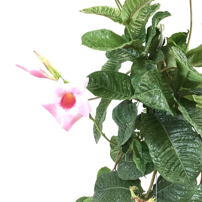 Mandevilla, 12in HB, Alice Du Pont - Floral Acres Greenhouse & Garden Centre