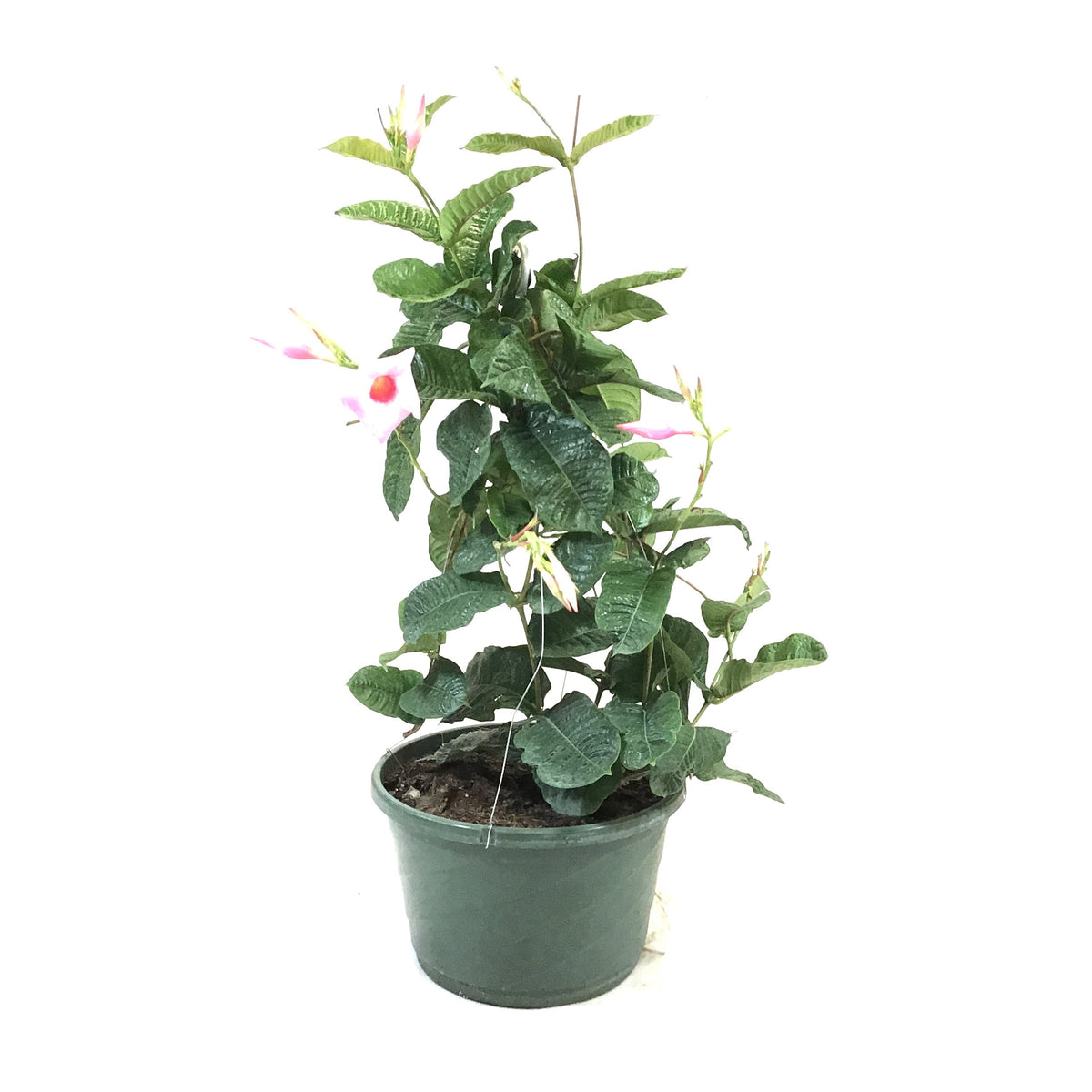 Mandevilla, 12in HB, Alice Du Pont - Floral Acres Greenhouse & Garden Centre