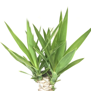 Yucca, 10in, Cane 3/2/1 - Floral Acres Greenhouse & Garden Centre