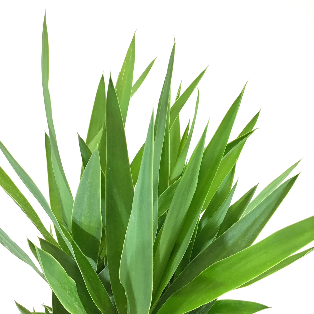 Yucca, 10in, Cane 3/2/1 - Floral Acres Greenhouse & Garden Centre