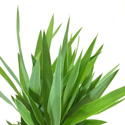 Yucca, 10in, Cane 3/2/1 - Floral Acres Greenhouse & Garden Centre