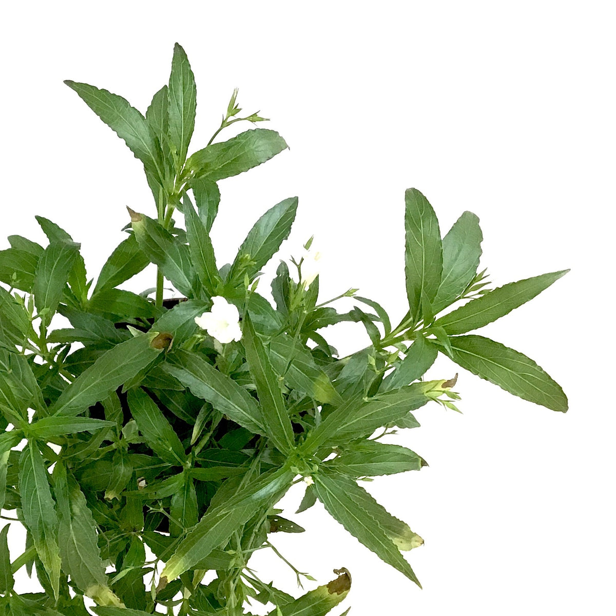 Ruellia, 10in, Mexican Petunia White Bush - Floral Acres Greenhouse & Garden Centre