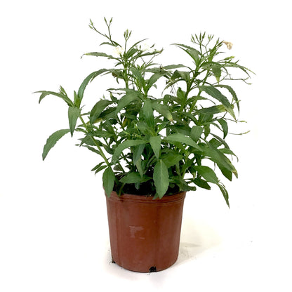 Ruellia, 10in, Mexican Petunia White Bush - Floral Acres Greenhouse & Garden Centre