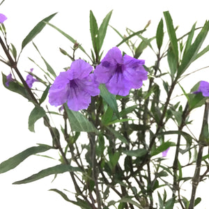 Ruellia, 10in, Mexican Petunia Purple Shower - Floral Acres Greenhouse & Garden Centre