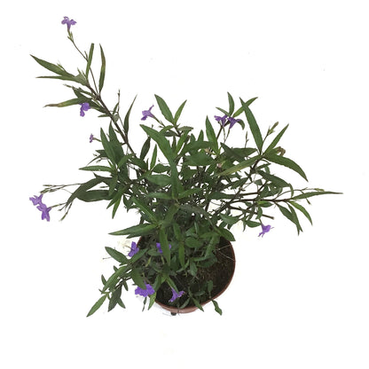 Ruellia, 10in, Mexican Petunia Purple Shower - Floral Acres Greenhouse & Garden Centre