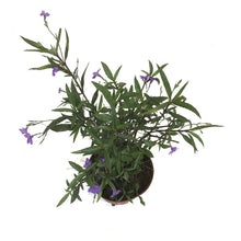 Load image into Gallery viewer, Ruellia, 10in, Mexican Petunia Purple Shower - Floral Acres Greenhouse &amp; Garden Centre
