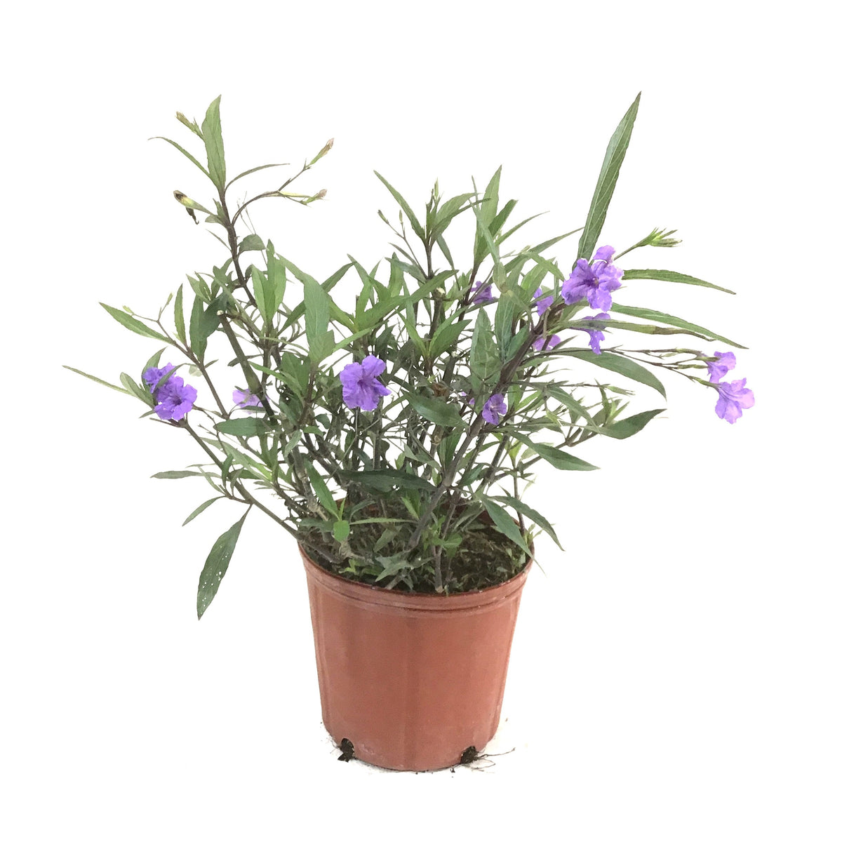 Ruellia, 10in, Mexican Petunia Purple Shower - Floral Acres Greenhouse & Garden Centre